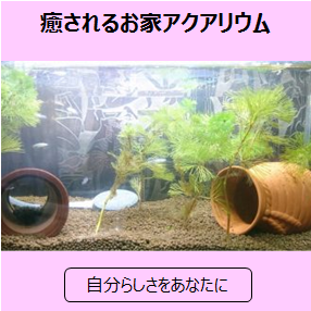 癒されるお家アクアリウム 三洋堂書店